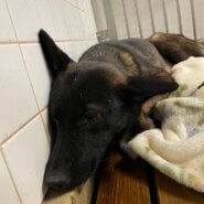 家族に迎えて下さい