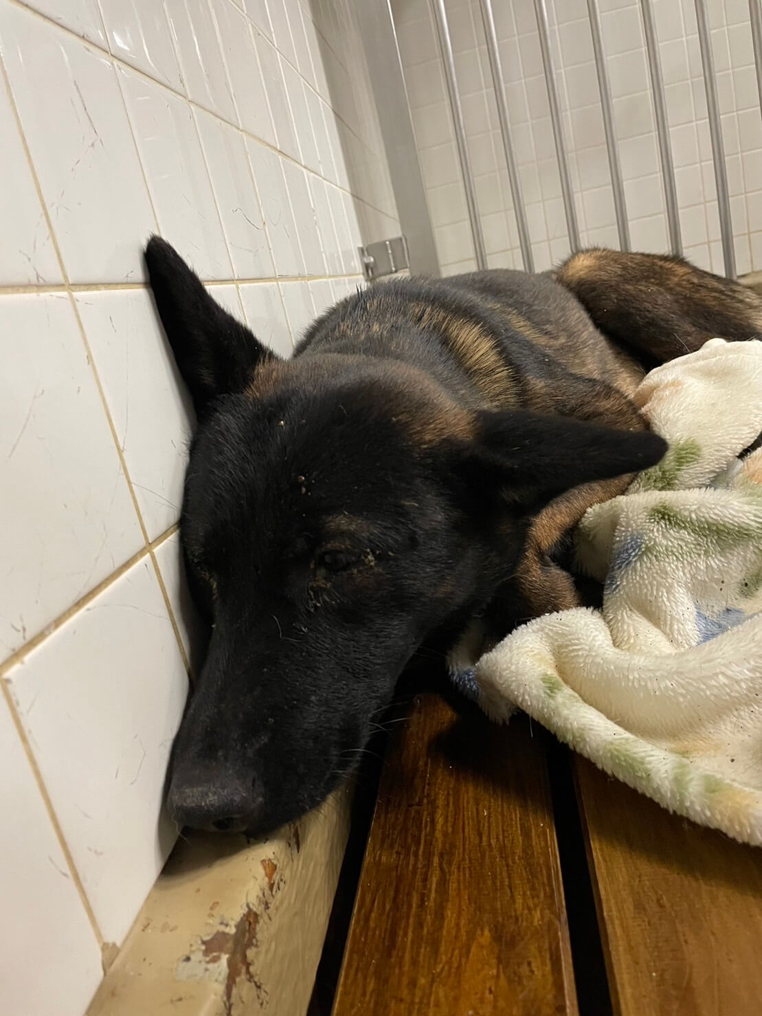 家族に迎えて下さい