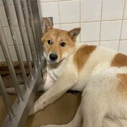 優しい男の子家族に迎えてください