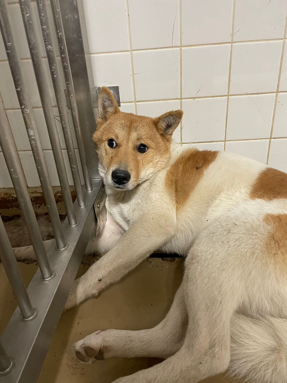 優しい男の子家族に迎えてください