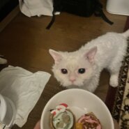 里帰り中の猫ちゃんを預かって頂ける方を募集します