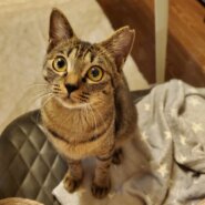 しおんとペアでずっとのお家が決まりました！