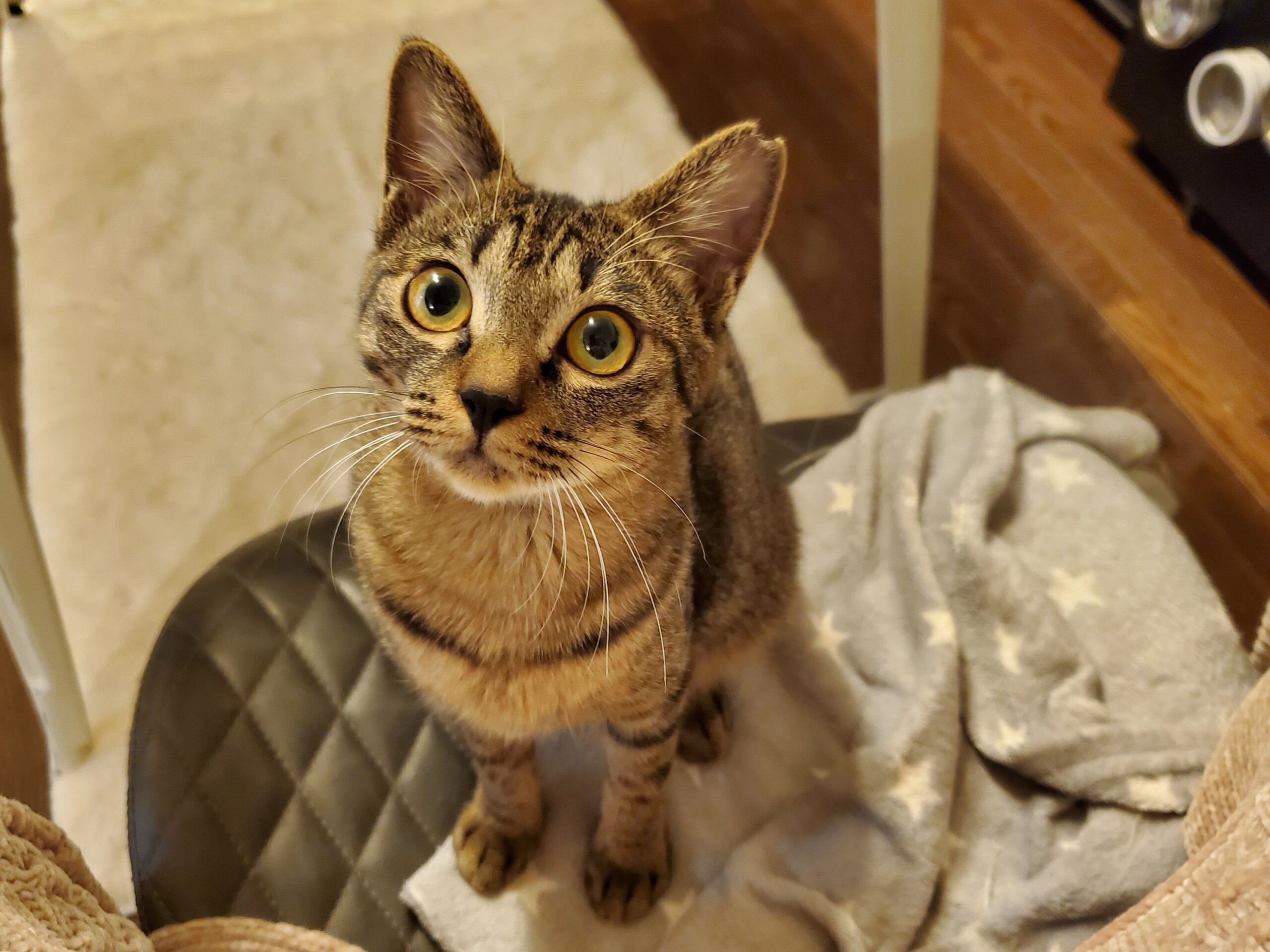 しおんとペアでずっとのお家が決まりました！