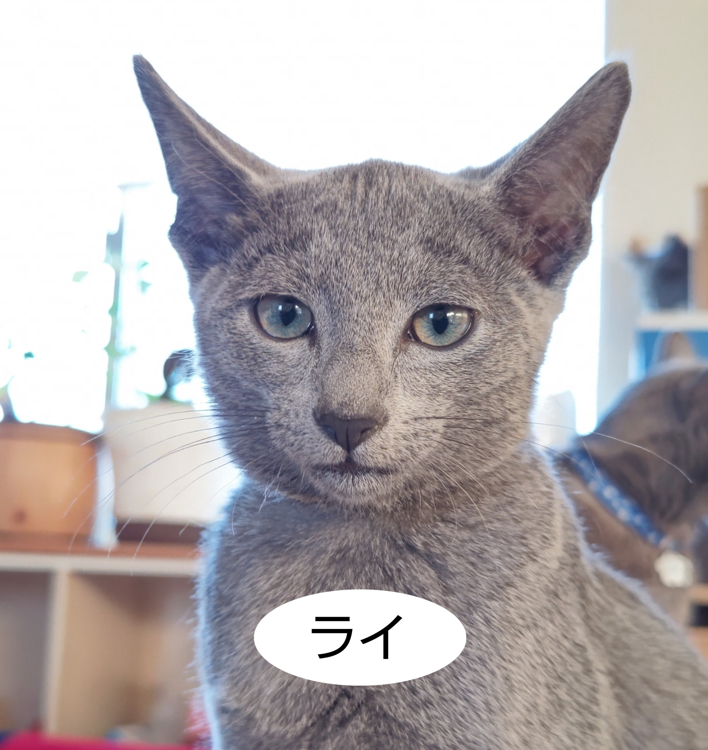 生後3ヶ月くらいの男の子