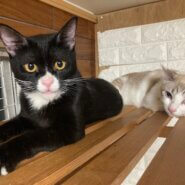 シロクロタキシード柄の男の子