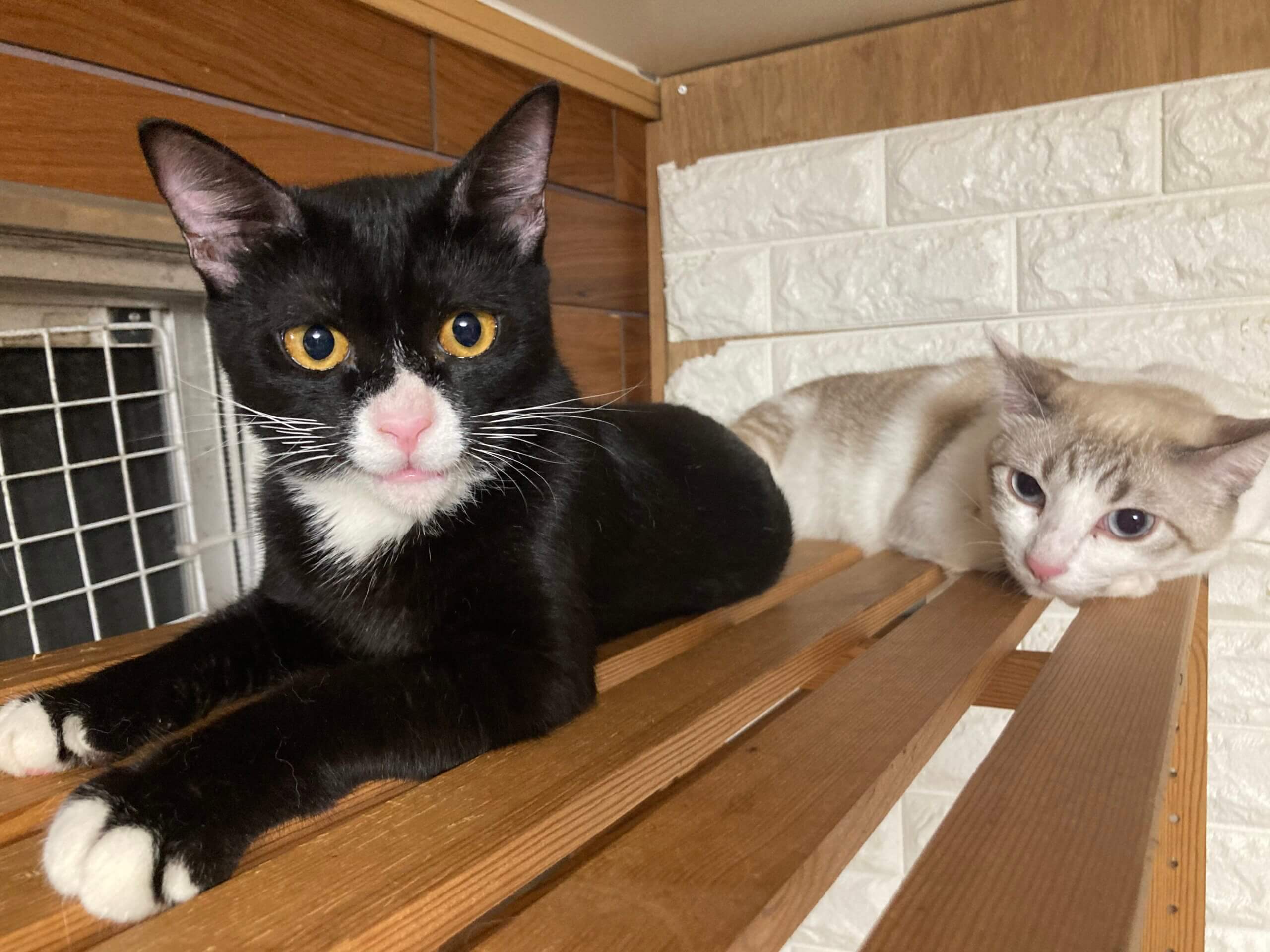 シロクロタキシード柄の男の子