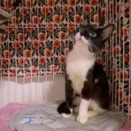 ルックスも性格も可愛い黒白女子の雫！