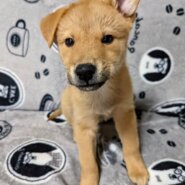 【香川県　保健所レスキュー】柴犬チックな　シオン