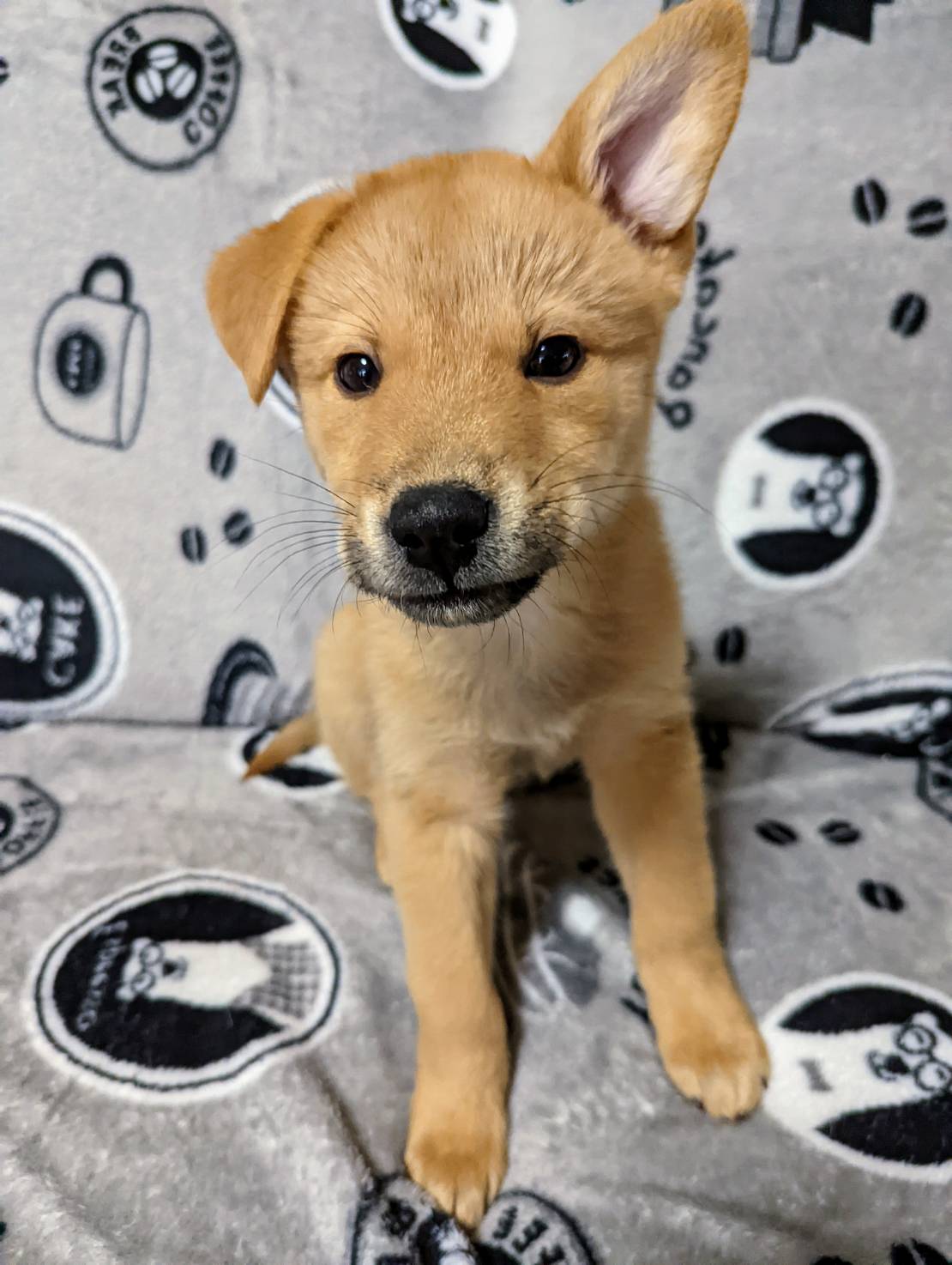 【香川県　保健所レスキュー】柴犬チックな　シオン