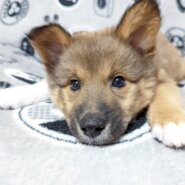 【香川県　保健所レスキュー】ふわモコ　可愛いクローバーくん