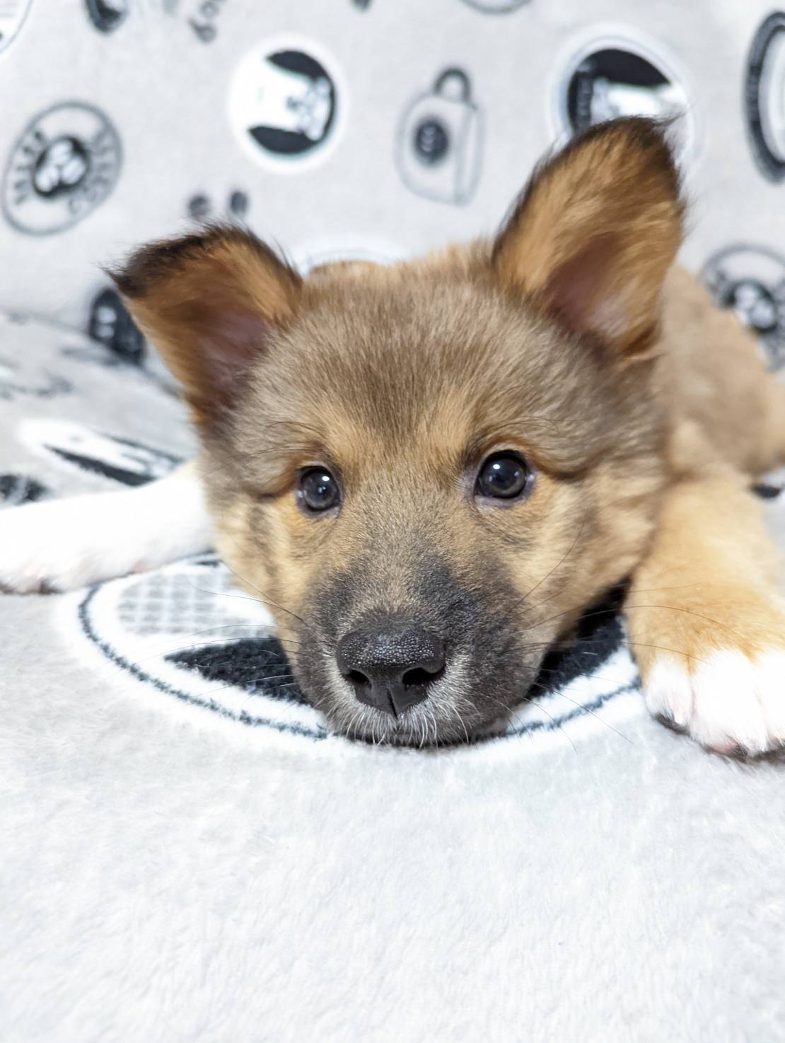 【香川県　保健所レスキュー】ふわモコ　可愛いクローバーくん