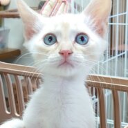 【香川県　多頭崩壊レスキュー】優しい毛色の　ミルク