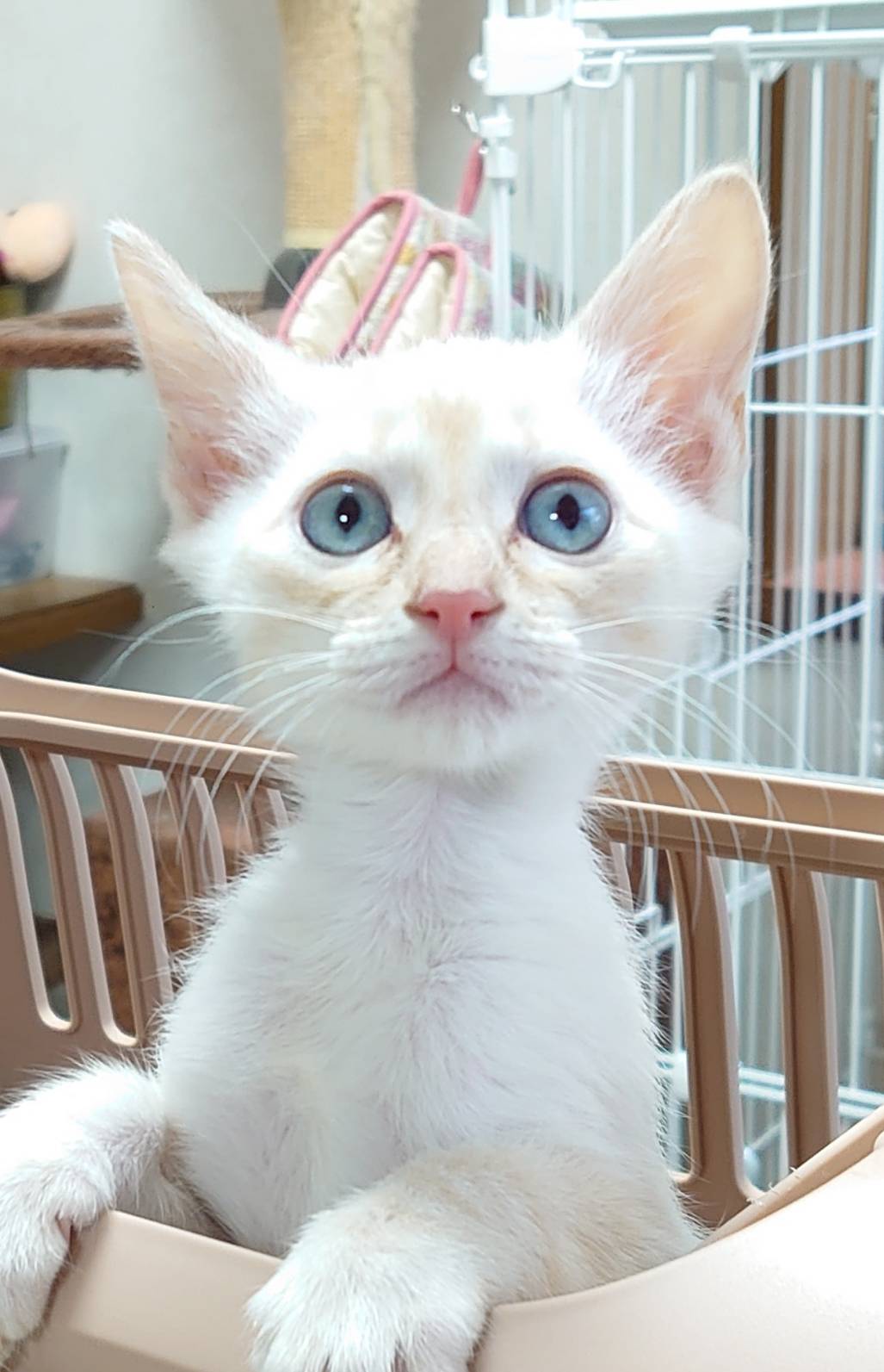 【香川県　多頭崩壊レスキュー】優しい毛色の　ミルク