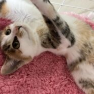 生後3か月の女の子