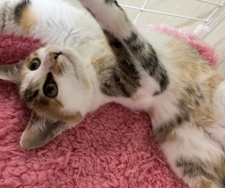 生後3か月の女の子