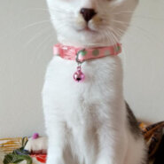 あみちゃんと一緒に里親様決定しました♡