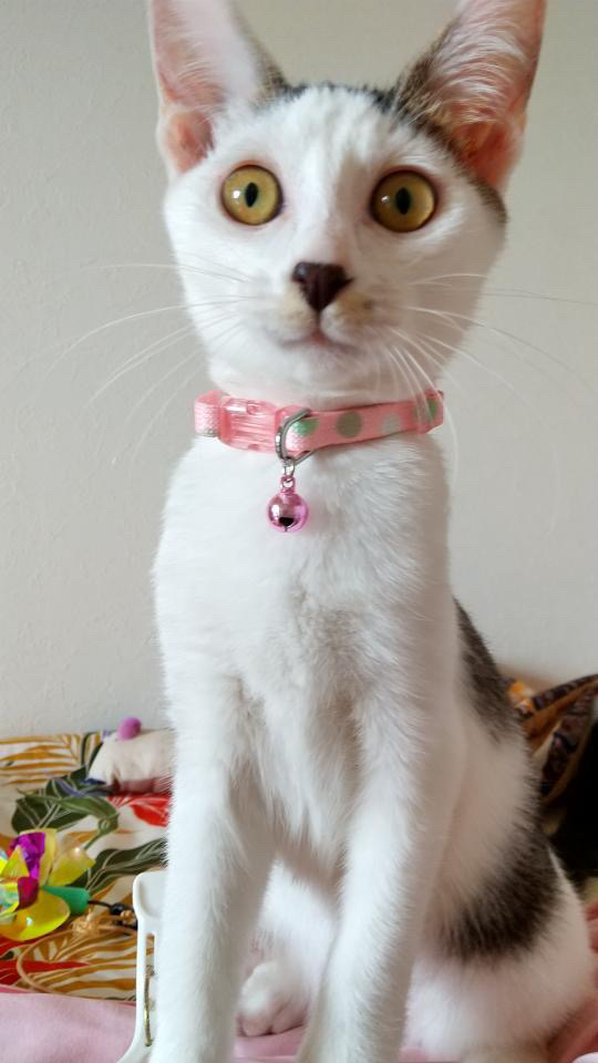 あみちゃんと一緒に里親様決定しました♡