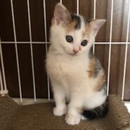 可愛すぎる模様の綺麗な白ミケ子猫の奈々！