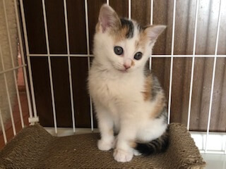 可愛すぎる模様の綺麗な白ミケ子猫の奈々！