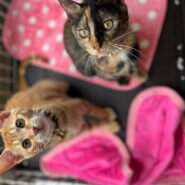 in瀬戸市☆子猫がいる臨時譲渡会2022年12月10日（土）～ 非営利団体「ちーむ にゃいんず」