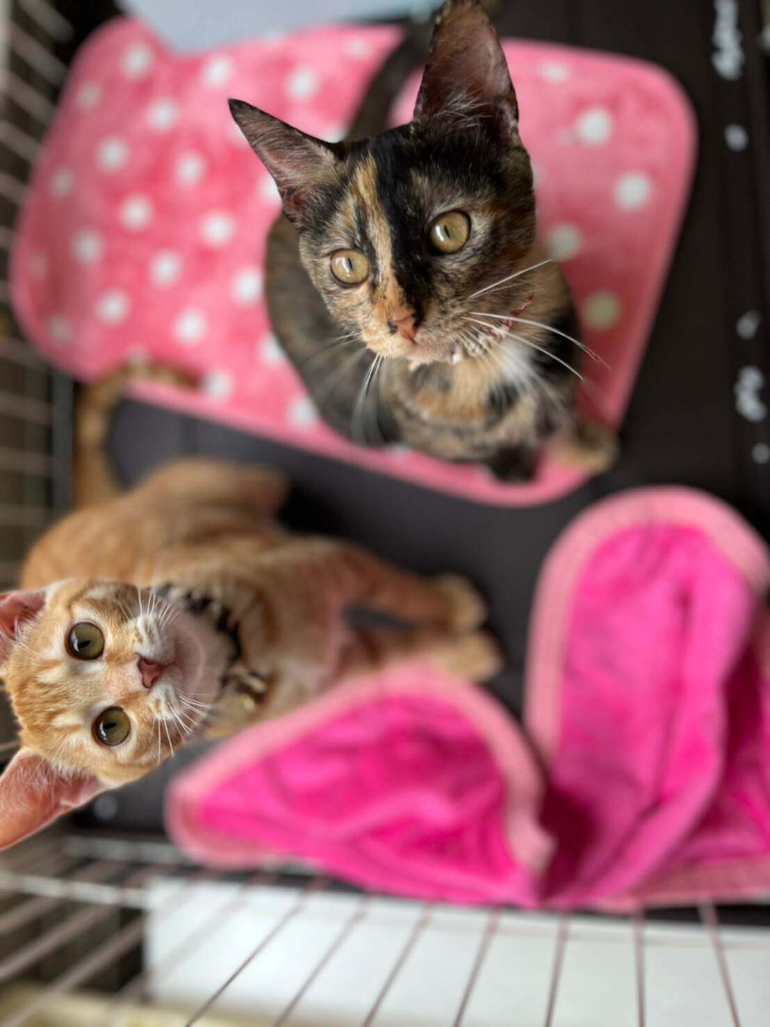 in瀬戸市☆子猫がいる臨時譲渡会2022年12月10日（土）～ 非営利団体「ちーむ にゃいんず」