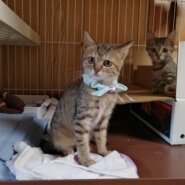 in春日井市～子猫達がいる保護猫の譲渡会2022年12月17日（土）～ 非営利団体「ちーむ にゃいんず」