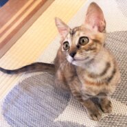 in瀬戸市☆子猫がいる臨時譲渡会2022年12月24日（土）～ 非営利団体「ちーむ にゃいんず」