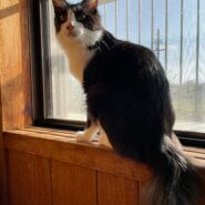 艶々の毛なみの黒白ハチワレ猫