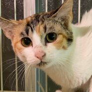 ボブテイルの白が多い三毛の仔猫