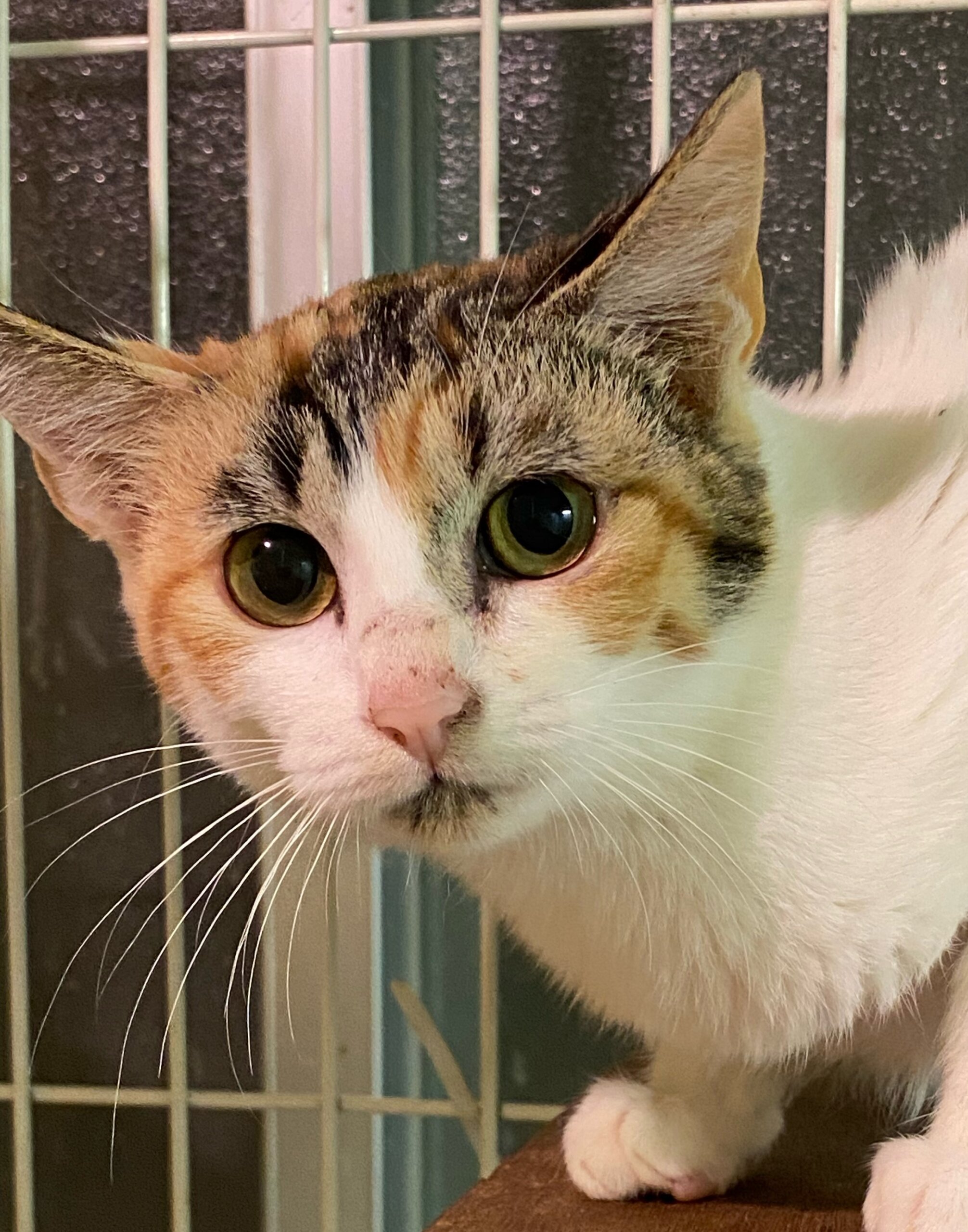 ボブテイルの白が多い三毛の仔猫