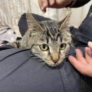 生後6か月　キジトラ