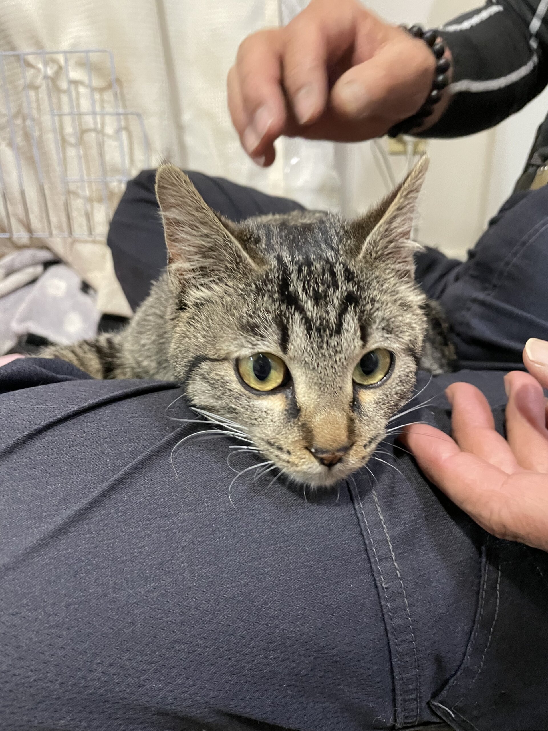 生後6か月　キジトラ