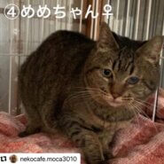 猫達の預かりボランティアを緊急で探しています！