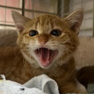 ねこの合同譲渡会