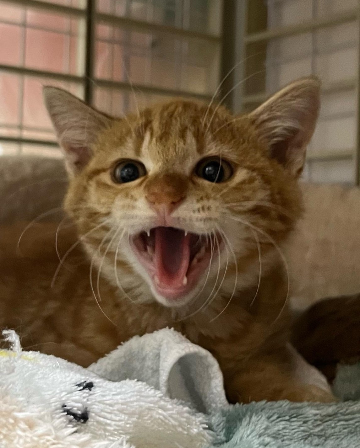 ねこの合同譲渡会