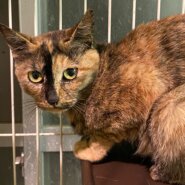 サビ猫の女の子