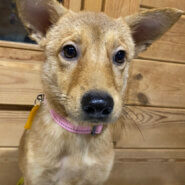 ずっとのおうちを探しています♀ナナ