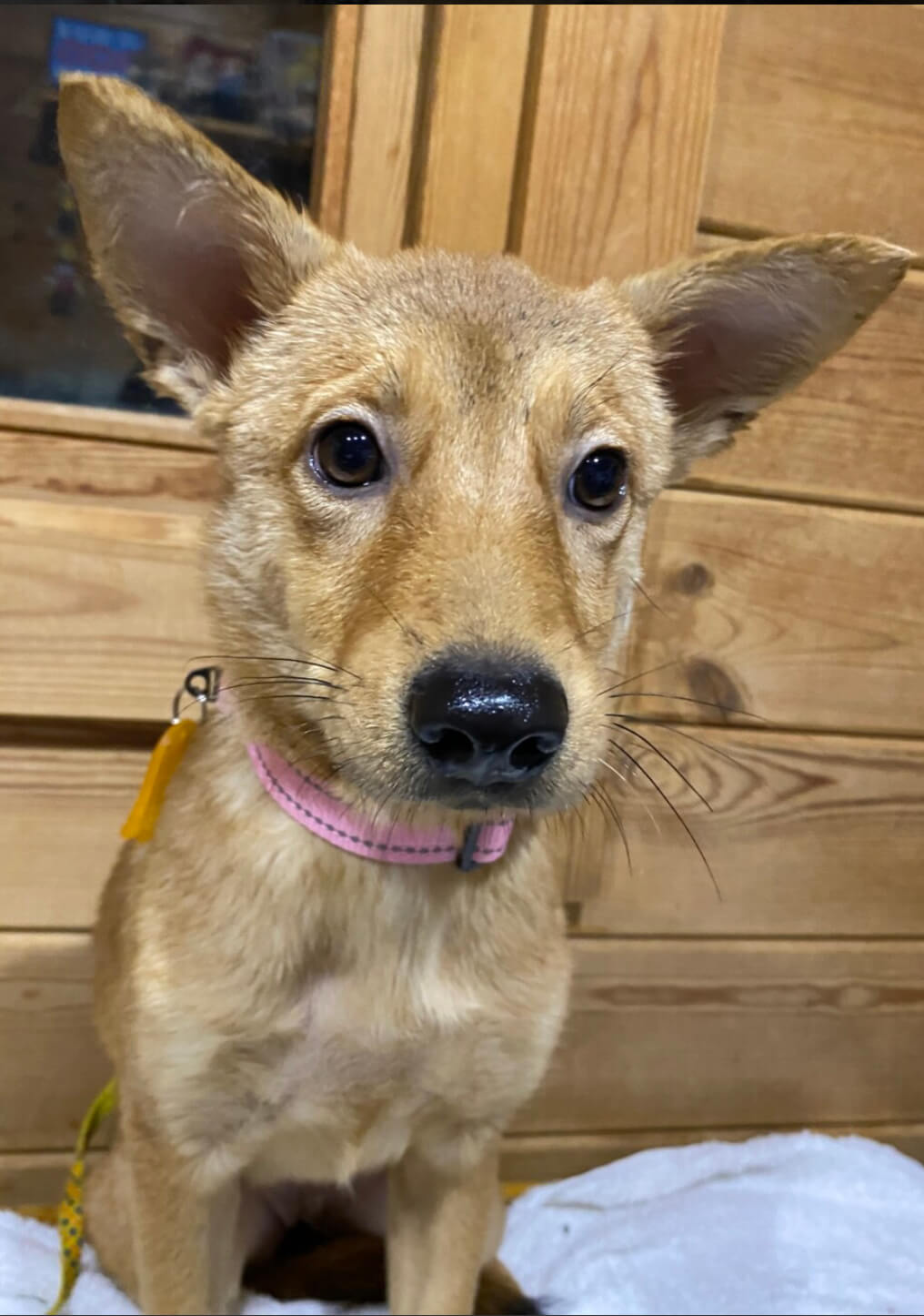 ずっとのおうちを探しています♀ナナ