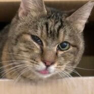 甘えん坊な子です