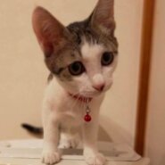 らむちゃんと一緒に里親様決定しました♡