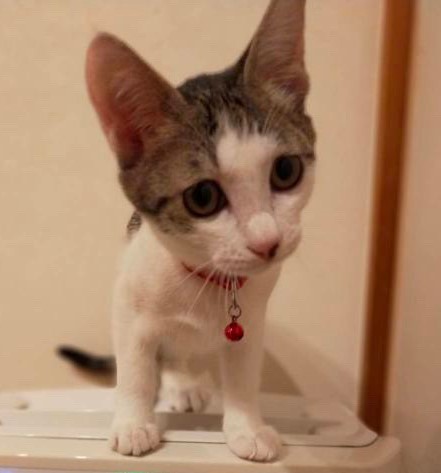 らむちゃんと一緒に里親様決定しました♡