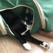 ユニークちびスマイル!!