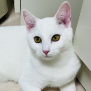 【正式譲渡決定】★元気な甘えん坊ミルク君★