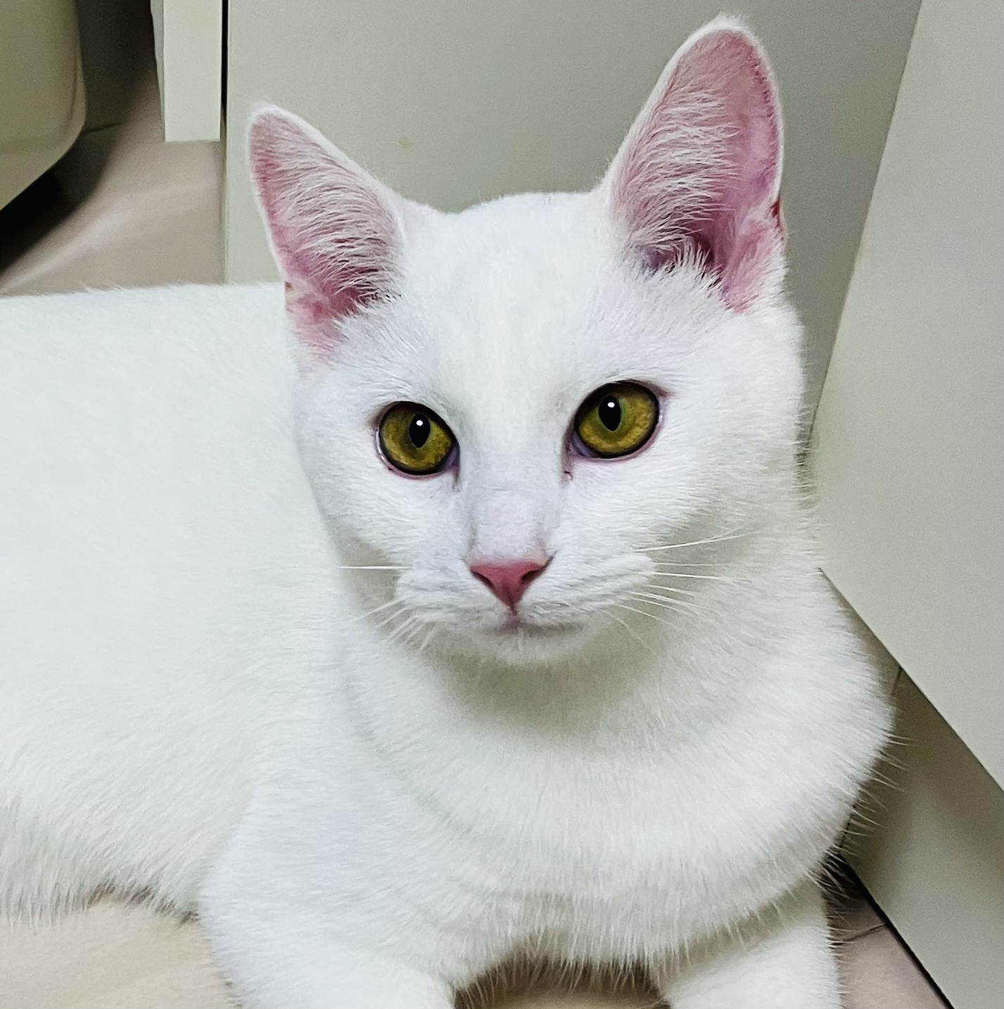 【正式譲渡決定】★元気な甘えん坊ミルク君★