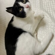 保護と動画撮影ボランティア募集