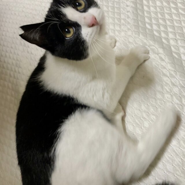 保護と動画撮影ボランティア募集