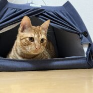 1歳前後 男の子