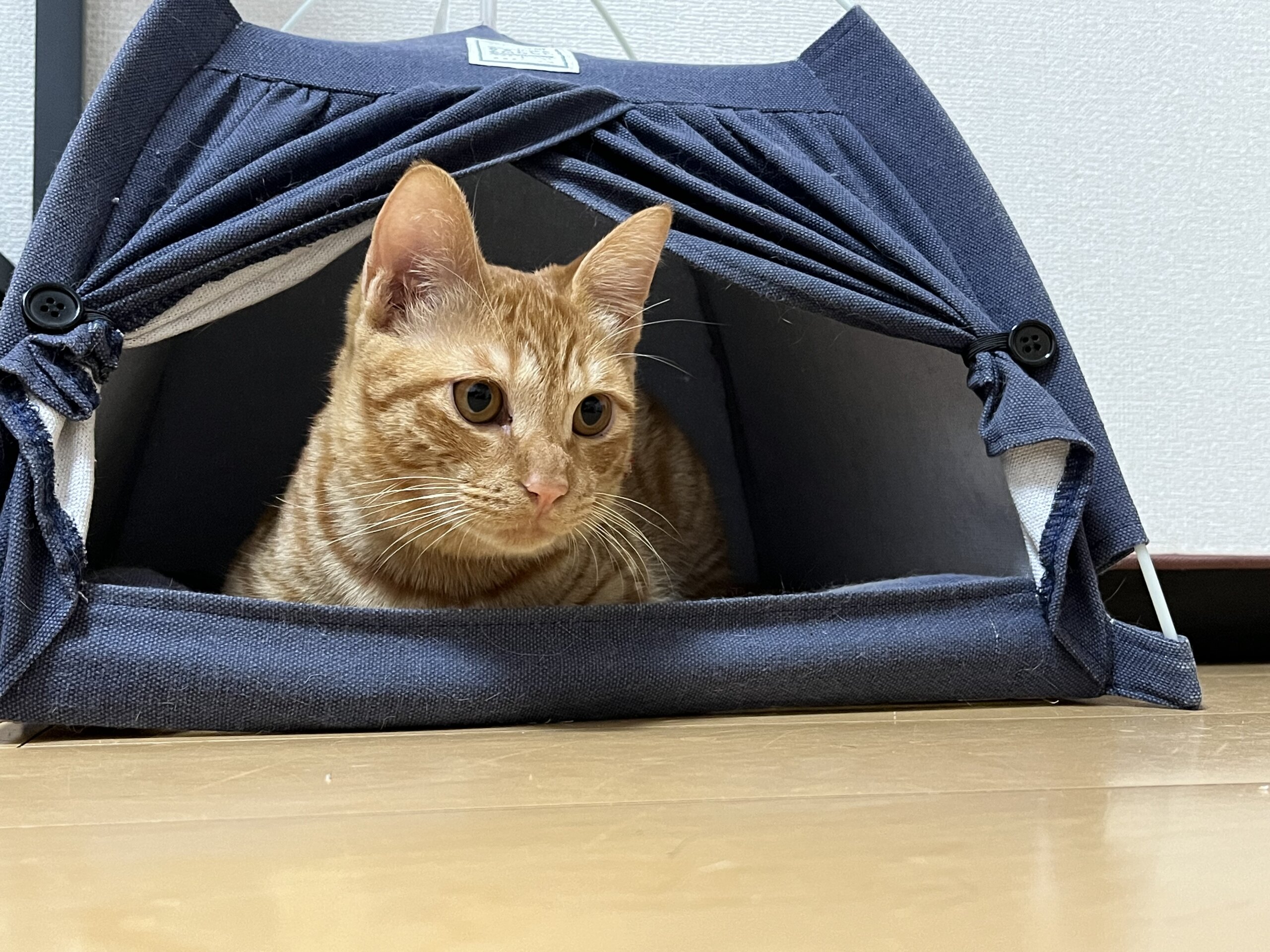 1歳前後 男の子