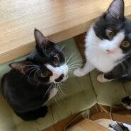 小柄で可愛いハチワレ女子