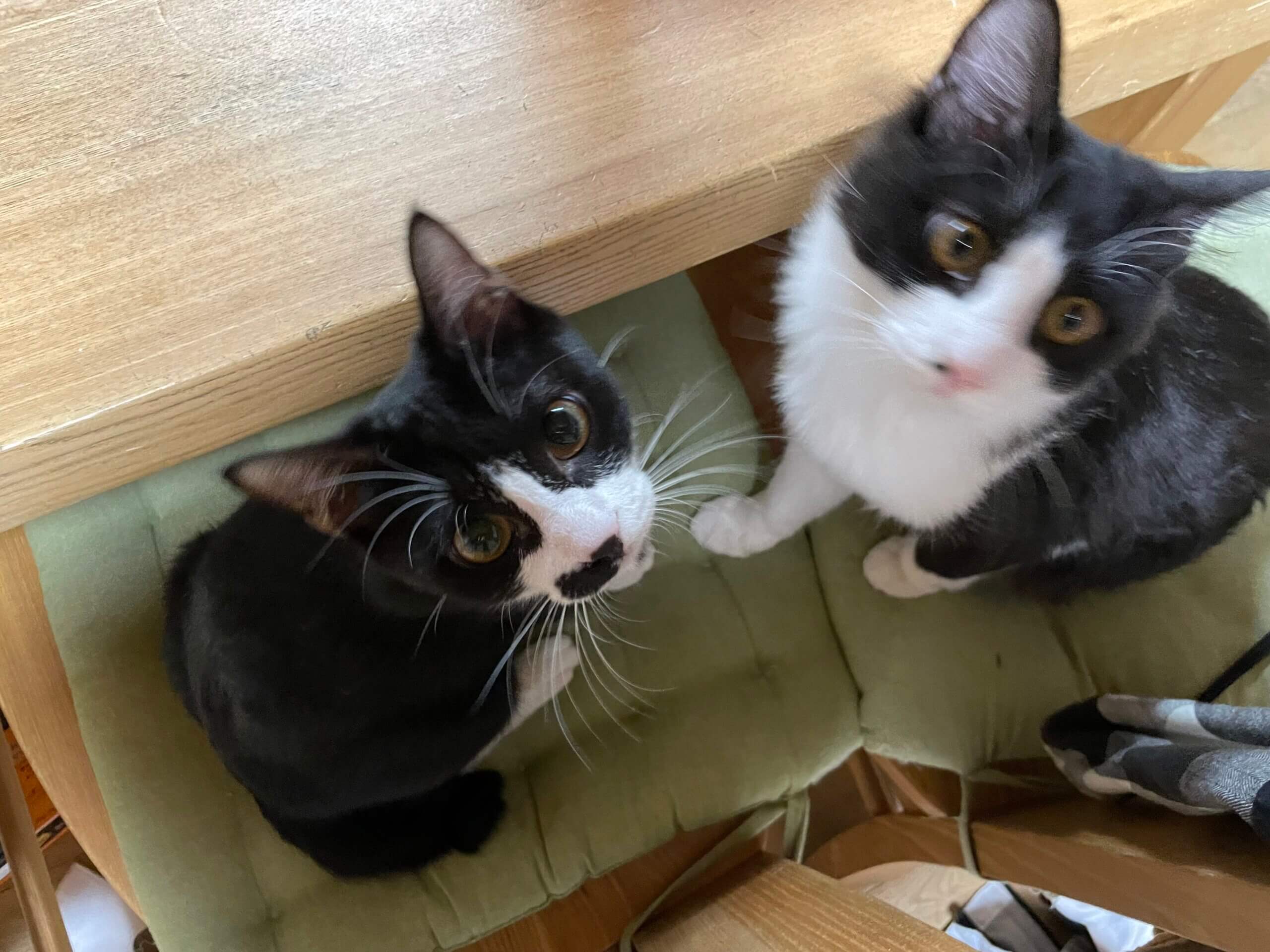 小柄で可愛いハチワレ女子